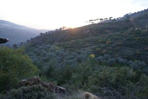 kfarmatta land olive trees