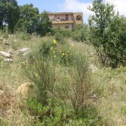 aley ketteneh area land sale